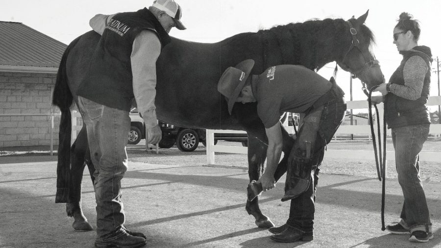 This veterinarian and farrier team relies on digital radiographs to eliminate guesswork in achieving soundness.